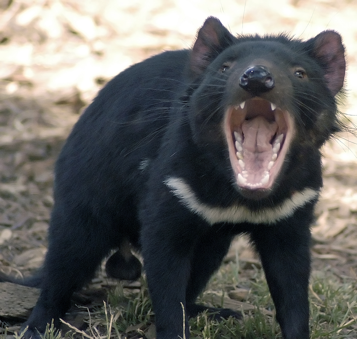 diabel tasmanski